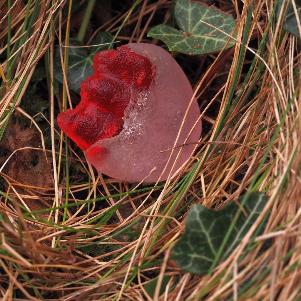 Gummibärchen taut auf