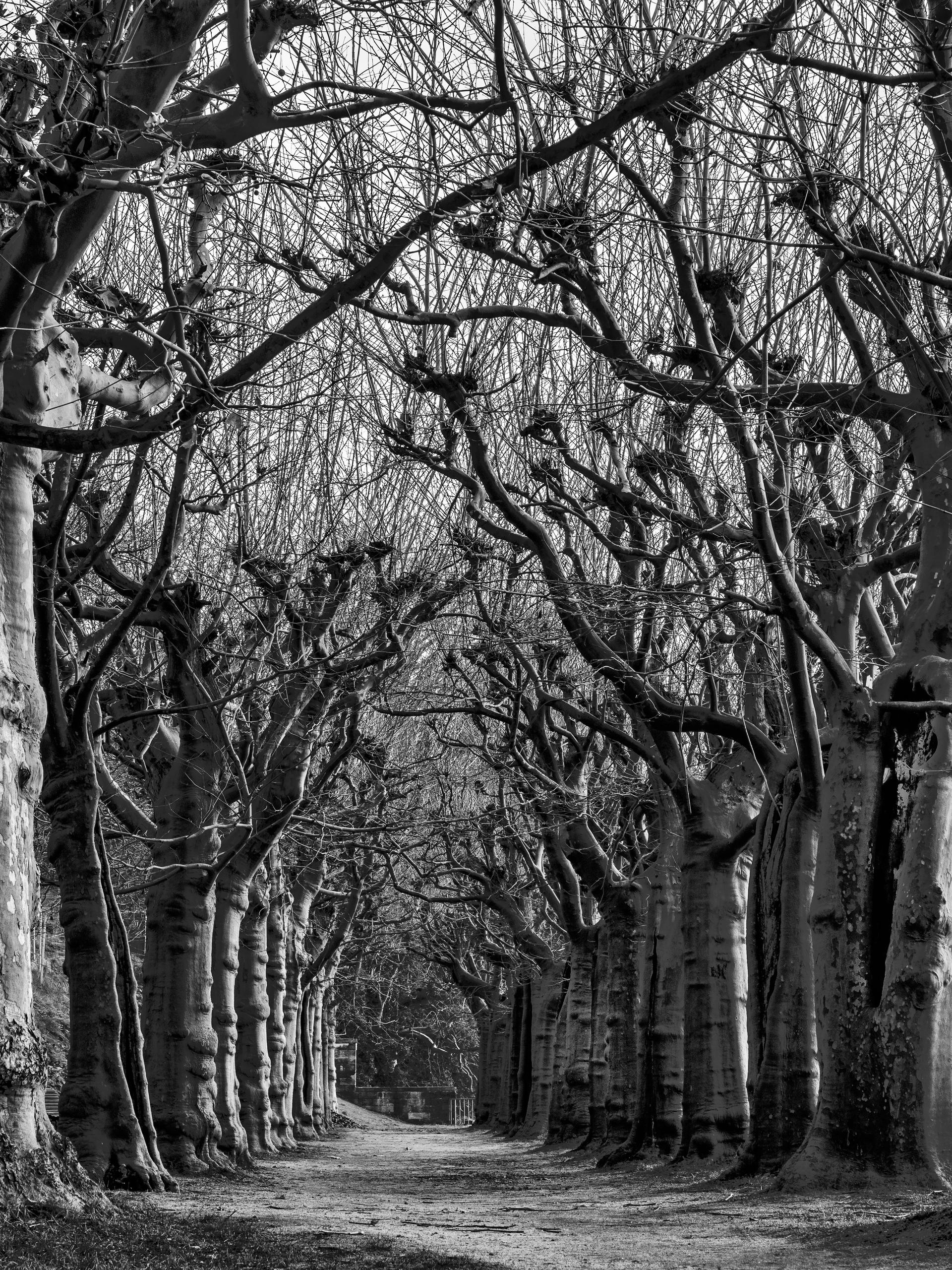 Allee 3