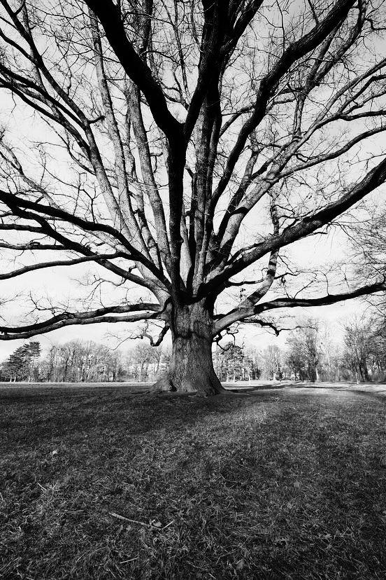 Alter Baum auf der Wiese