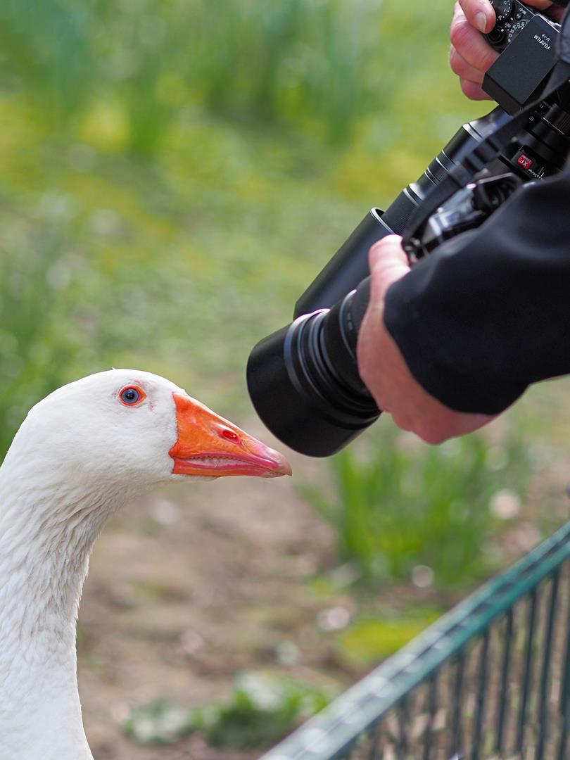 Gans