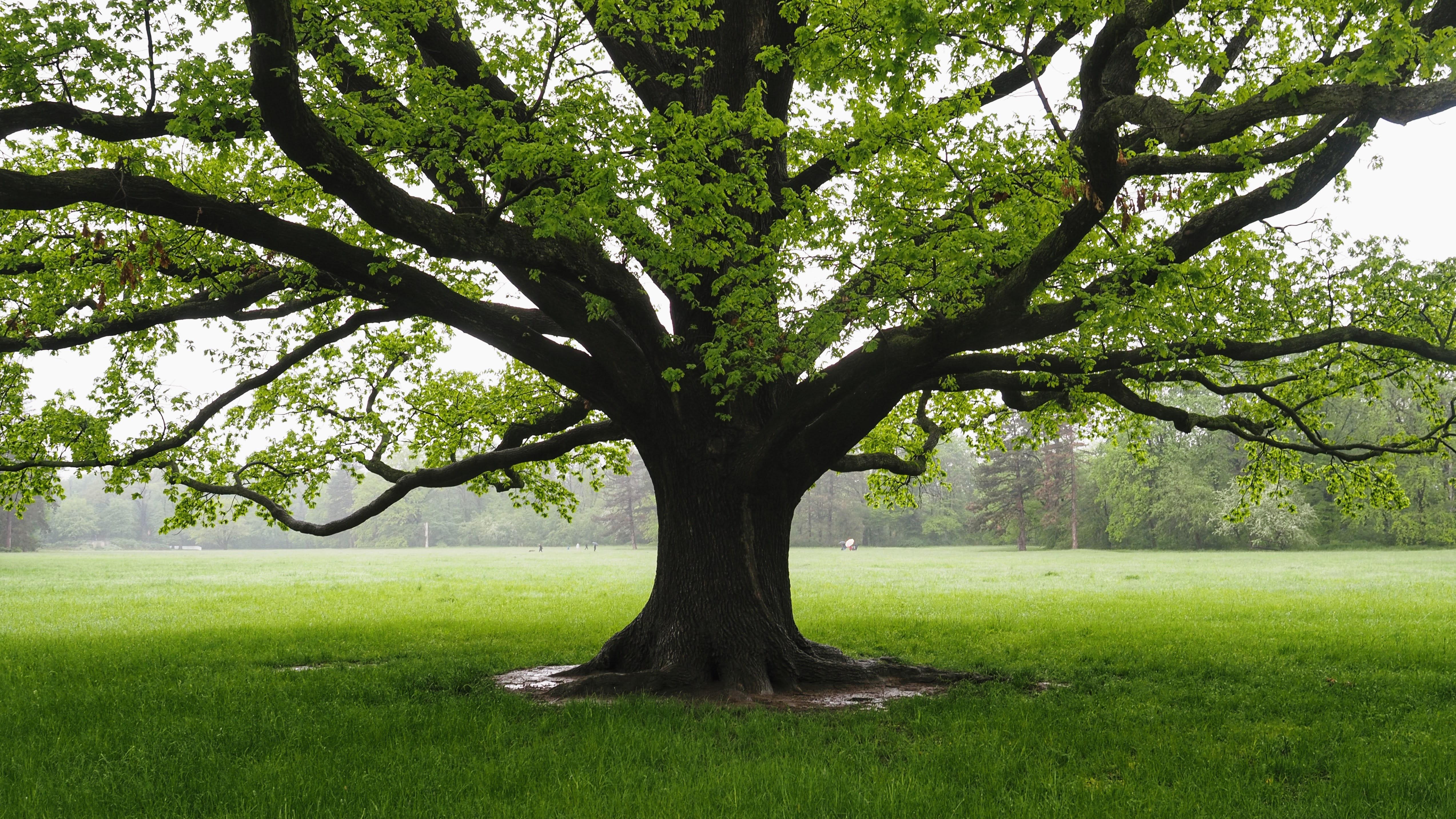 Grüner Baum im Park