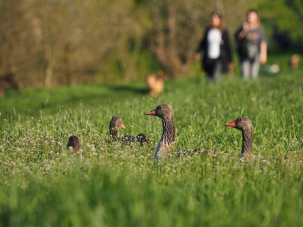 Gänse auf der Wiese