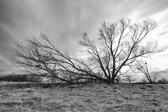 Gespaltener Baum