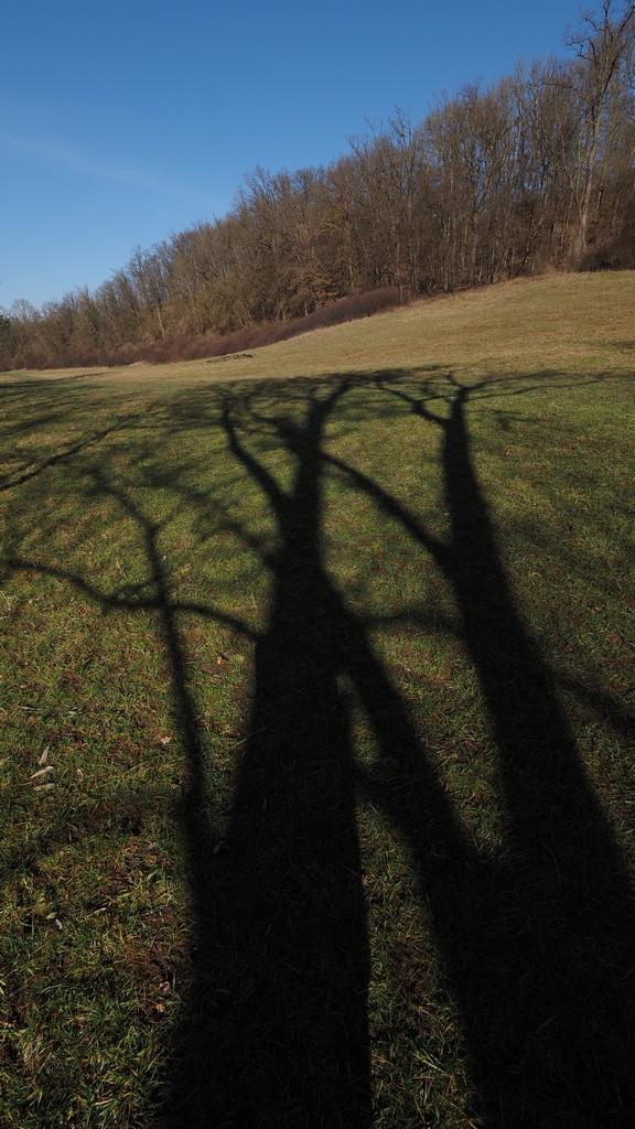 Licht und Schatten - Baum