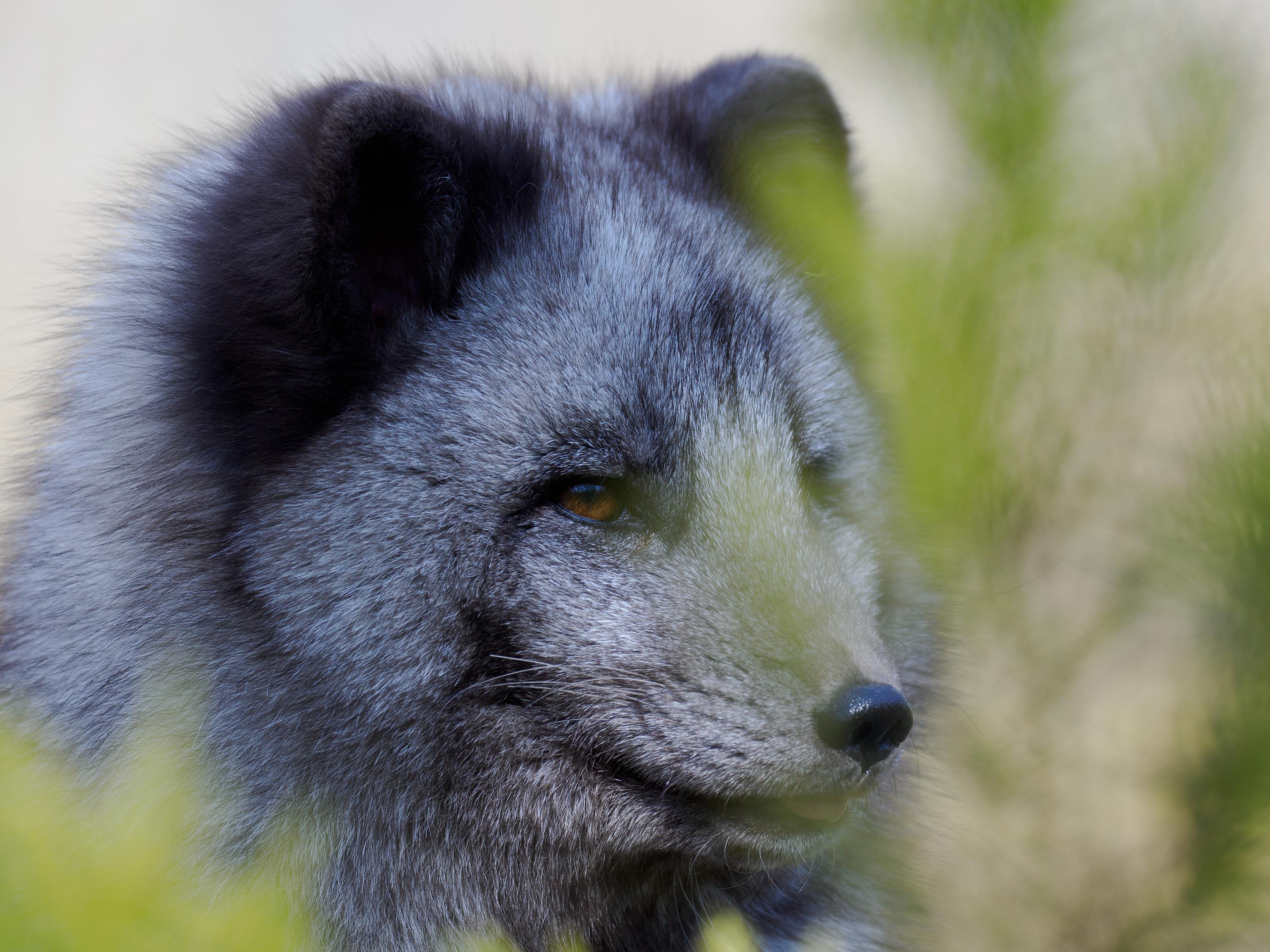 Polarfuchs im Wildpark Bad Mergentheim
