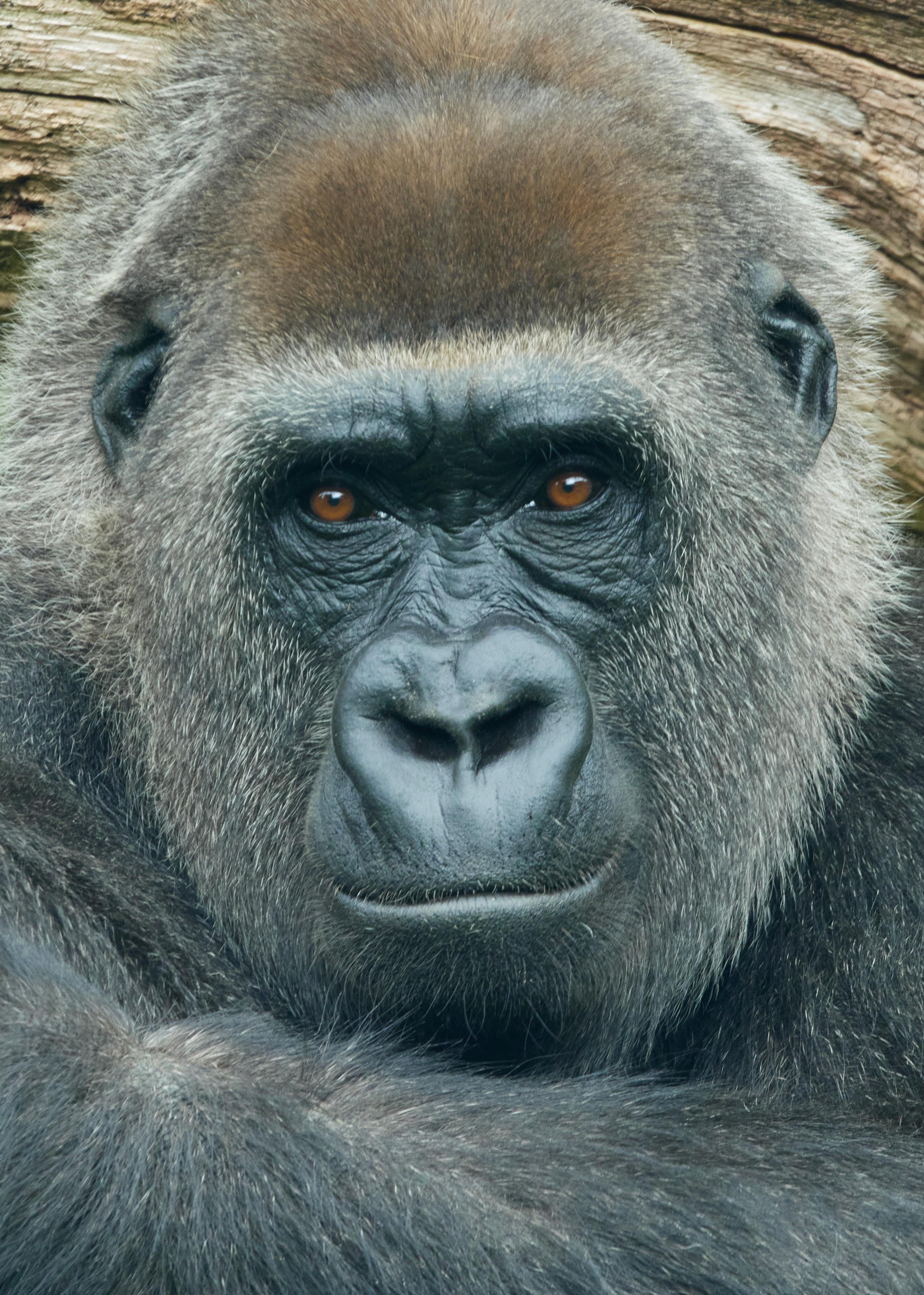 Gorilla