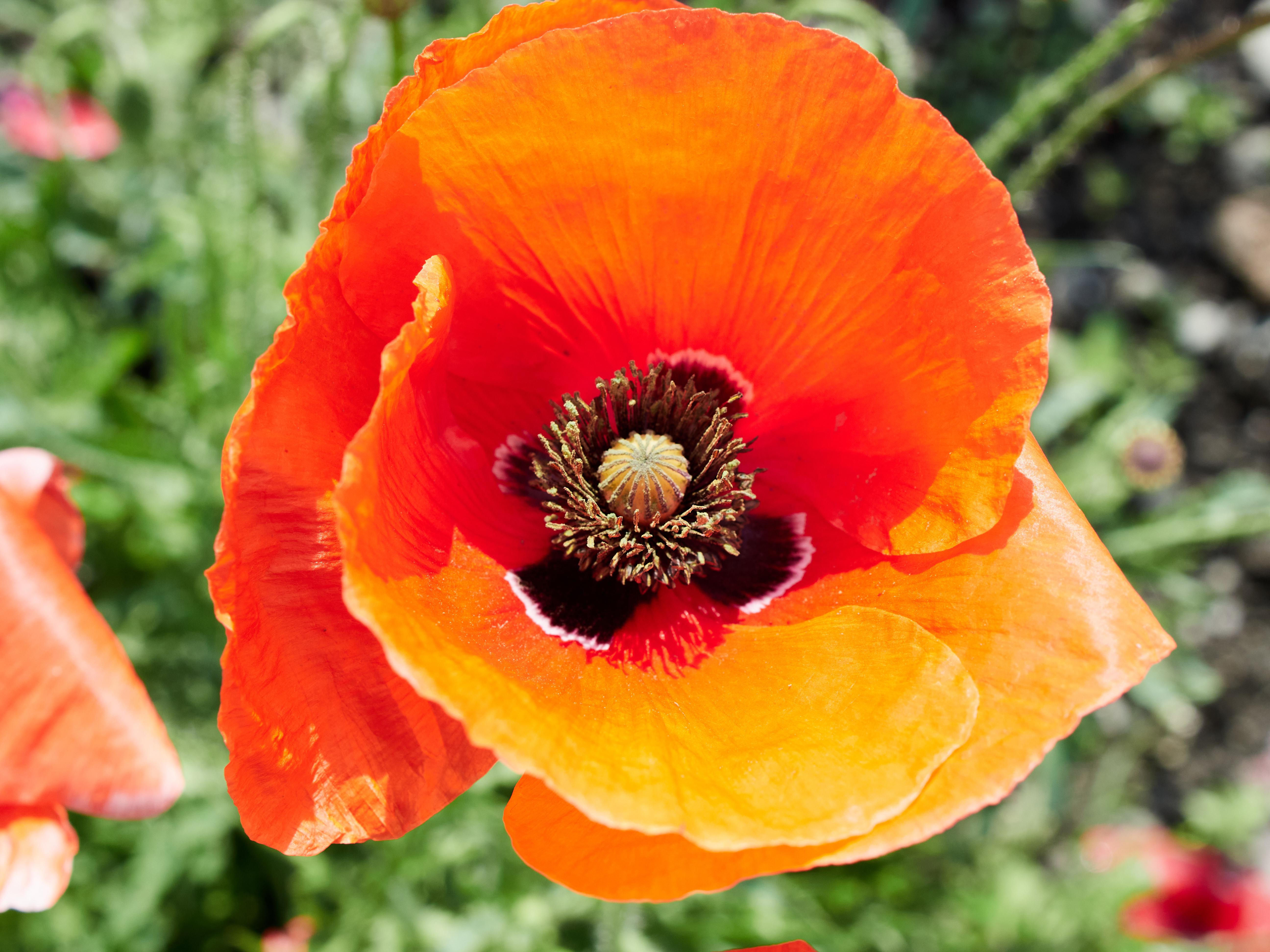 Mohnblume