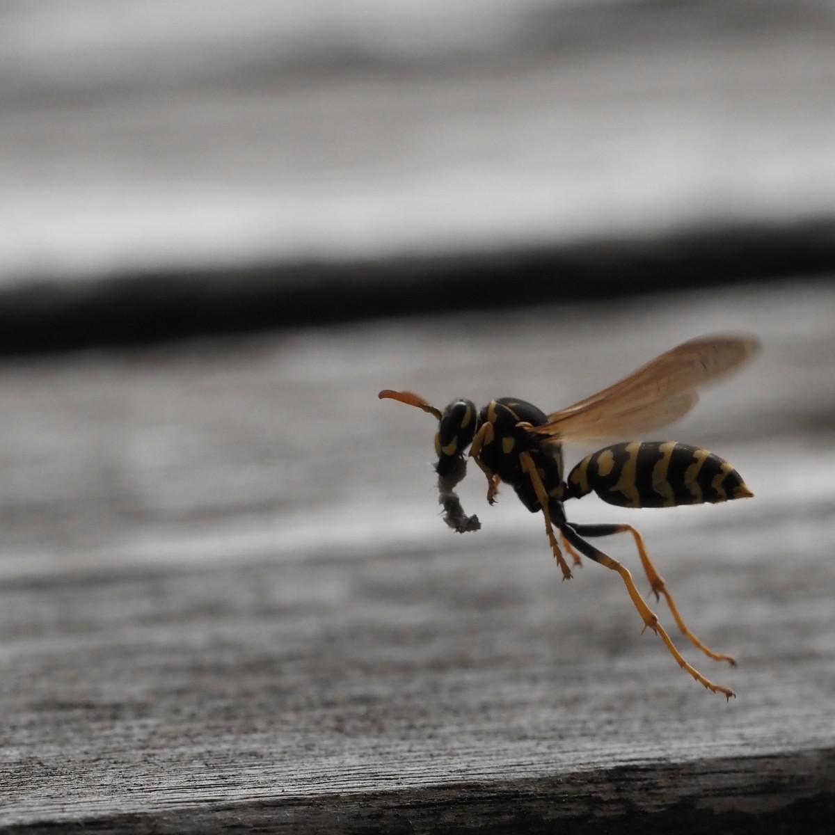Wespe in Flug