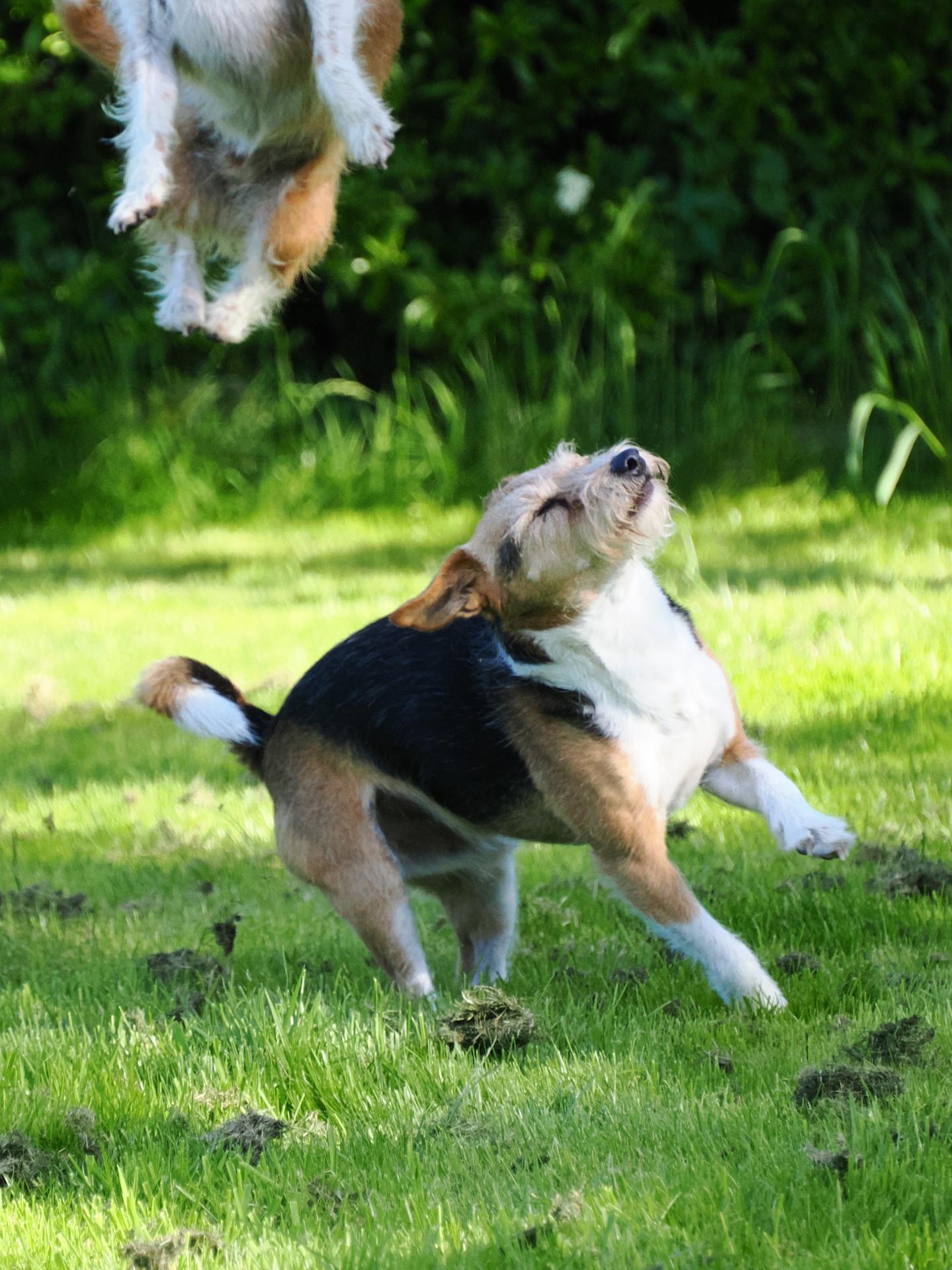 Fliegende Schweichen