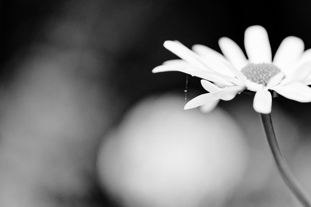 Blume mit negativen Raum