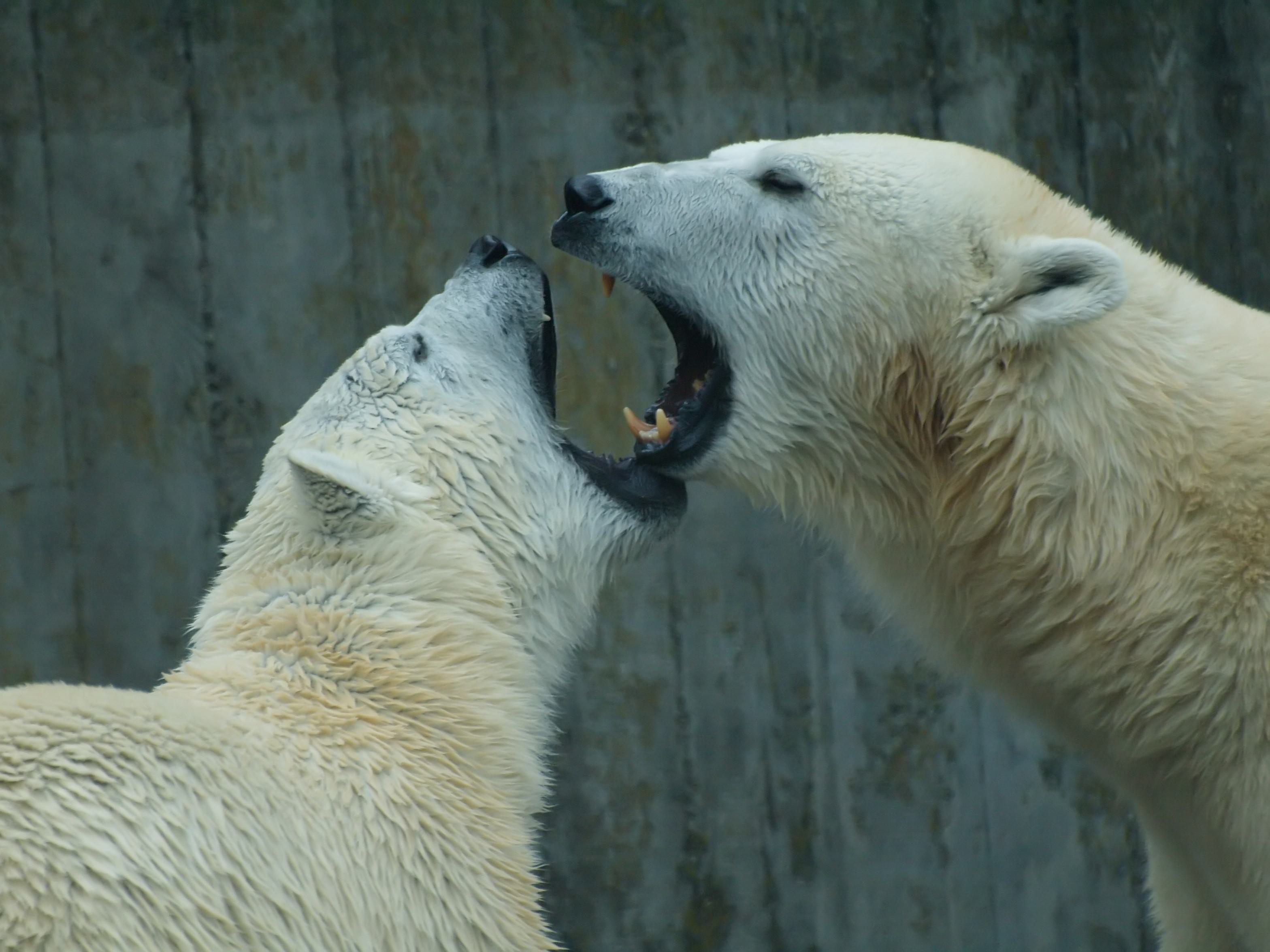 Das ist Liebe bei den Eisbären in der Wilhelma Stuttgart