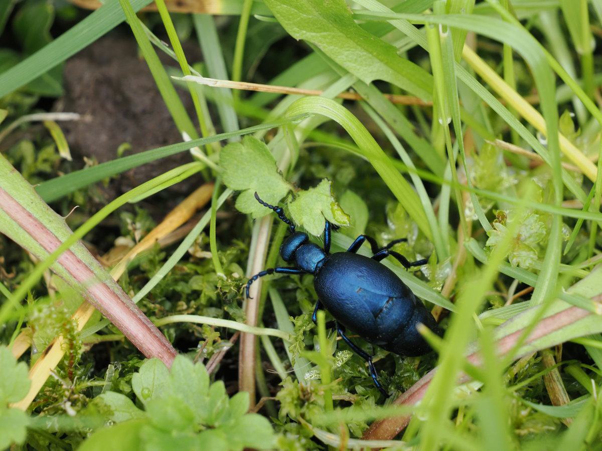 Blauschwarzer Ölkäfer- Männchen 