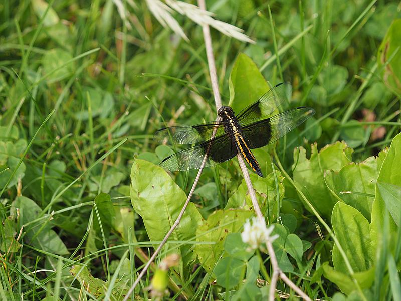Libellula luctuosa