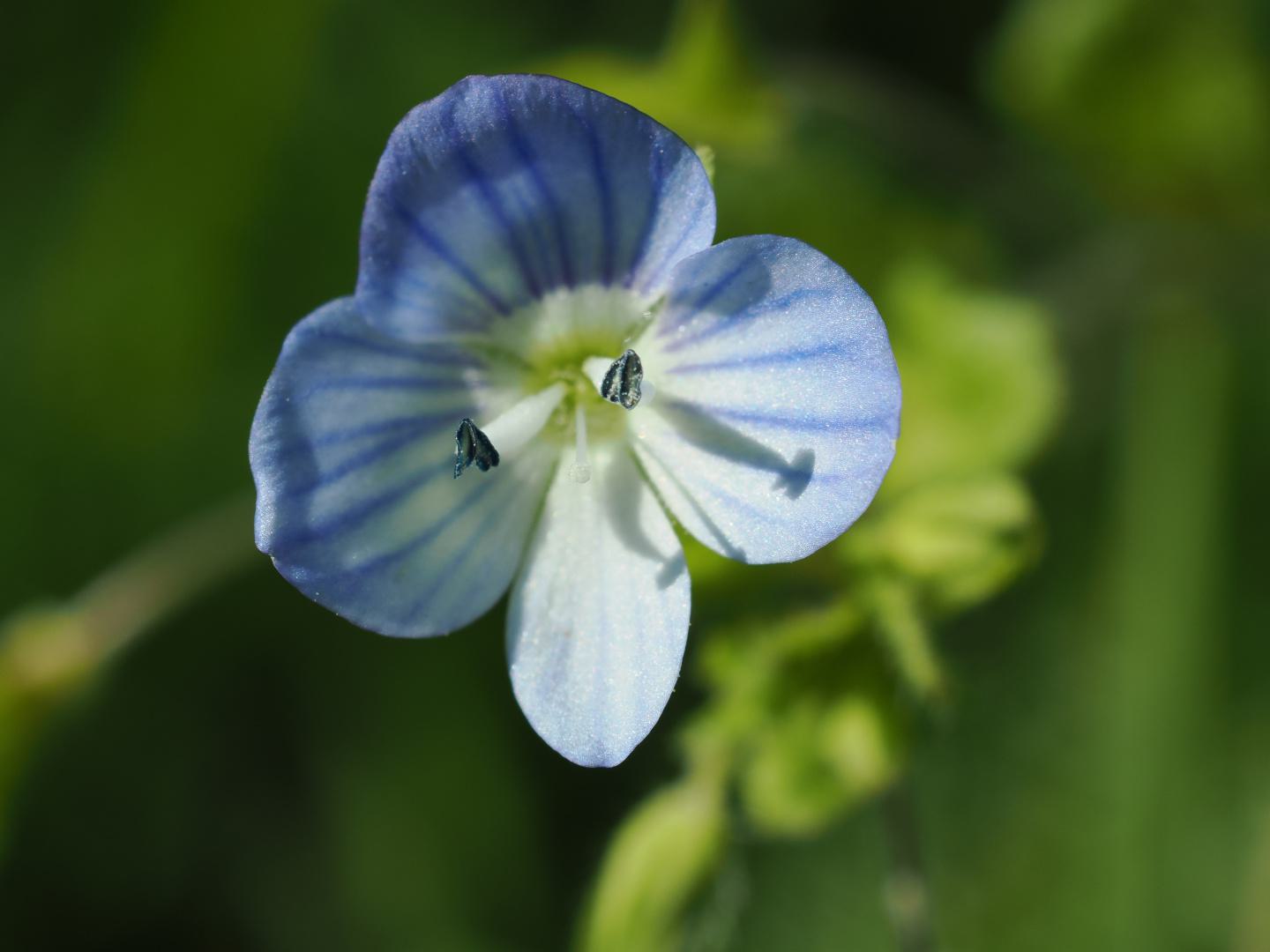 kleine blaue Blume