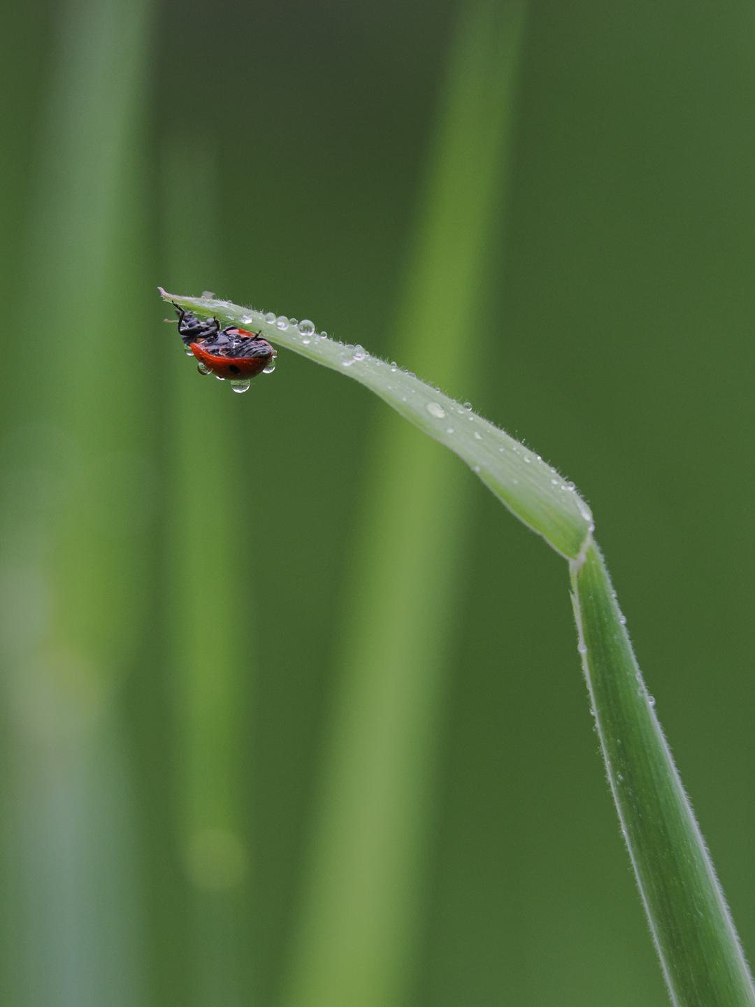 Marienkäfer nach dem Regen