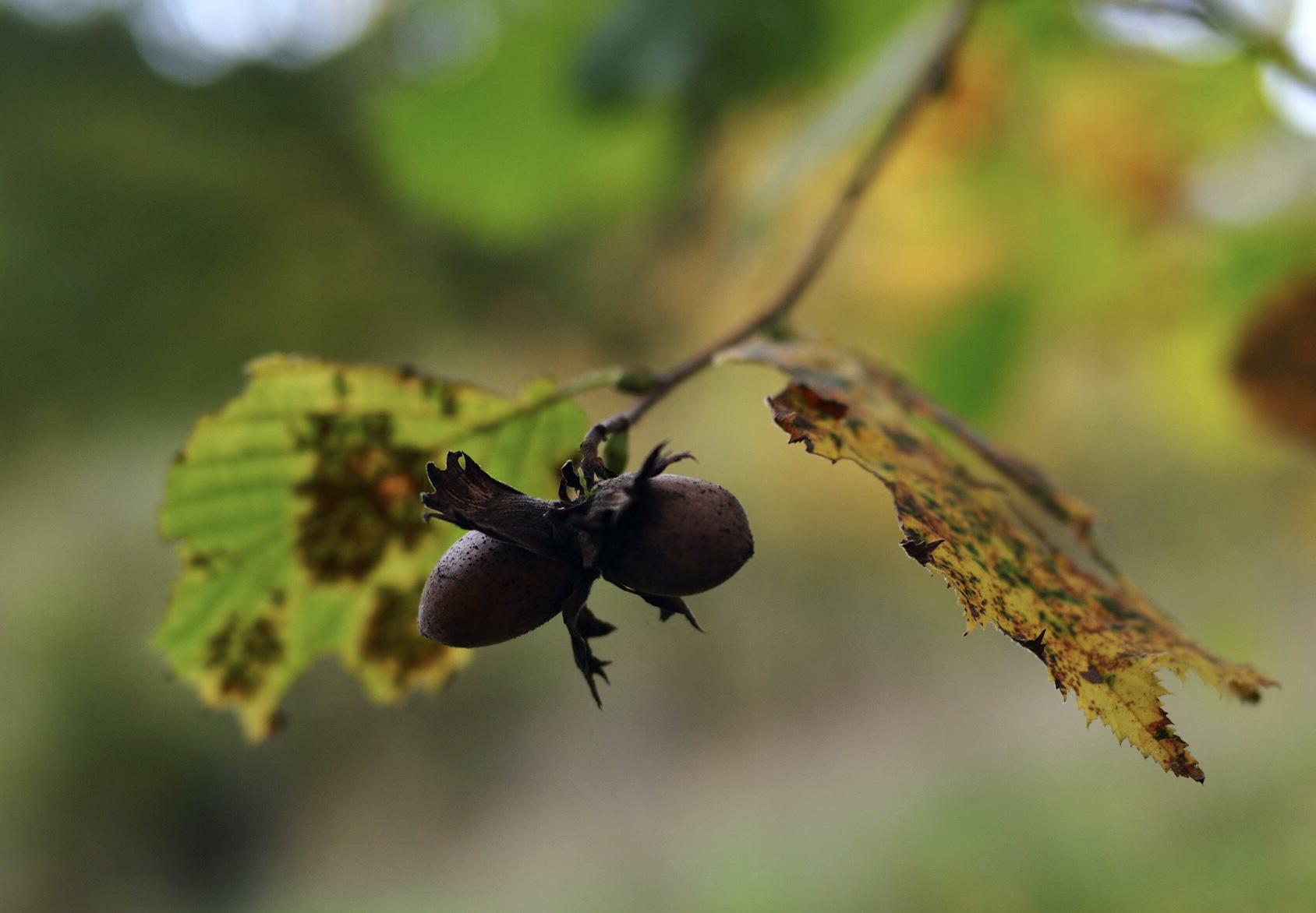 Herbst