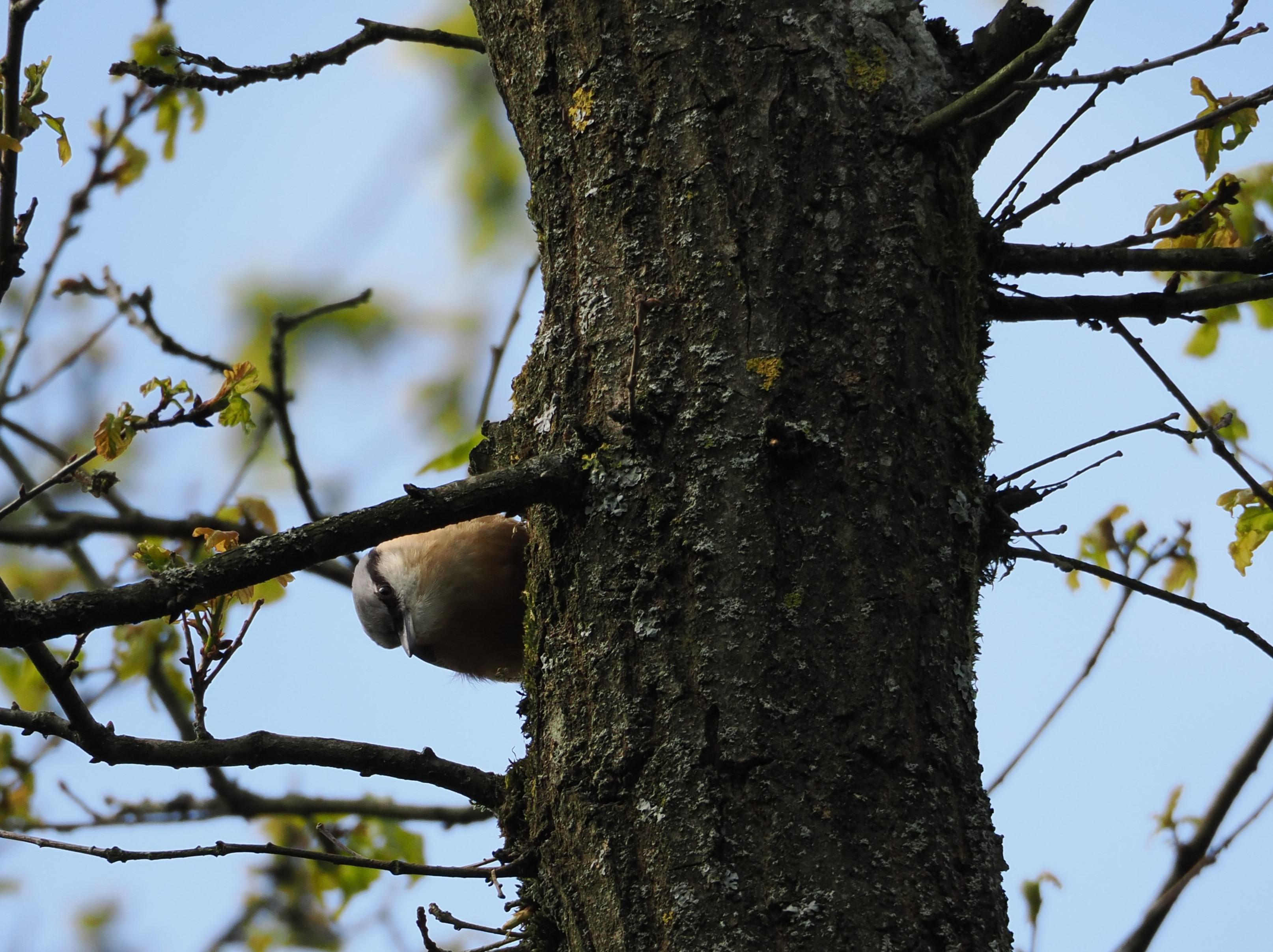 Kleiber am Baum