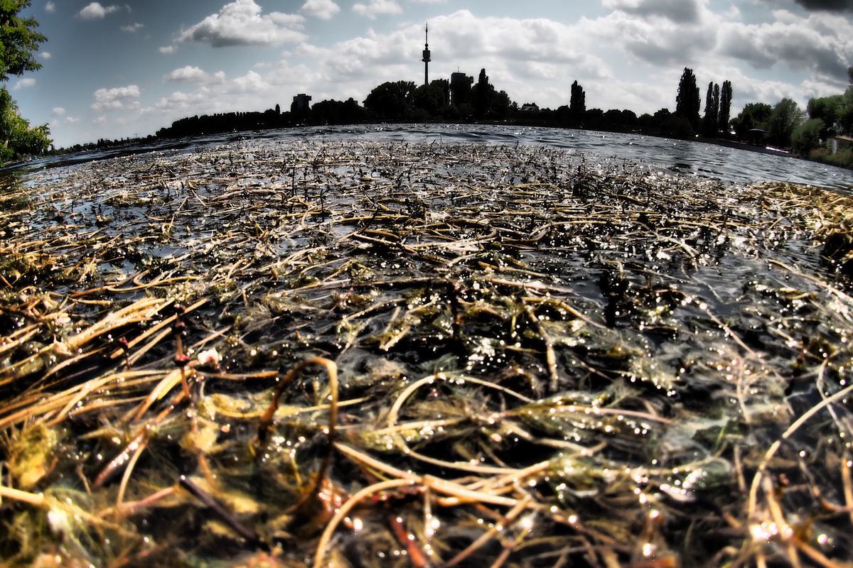 Bodennah Alte Donau