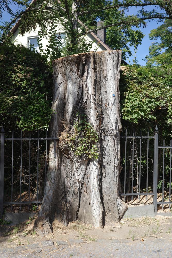 Baumstumpf im Zaun