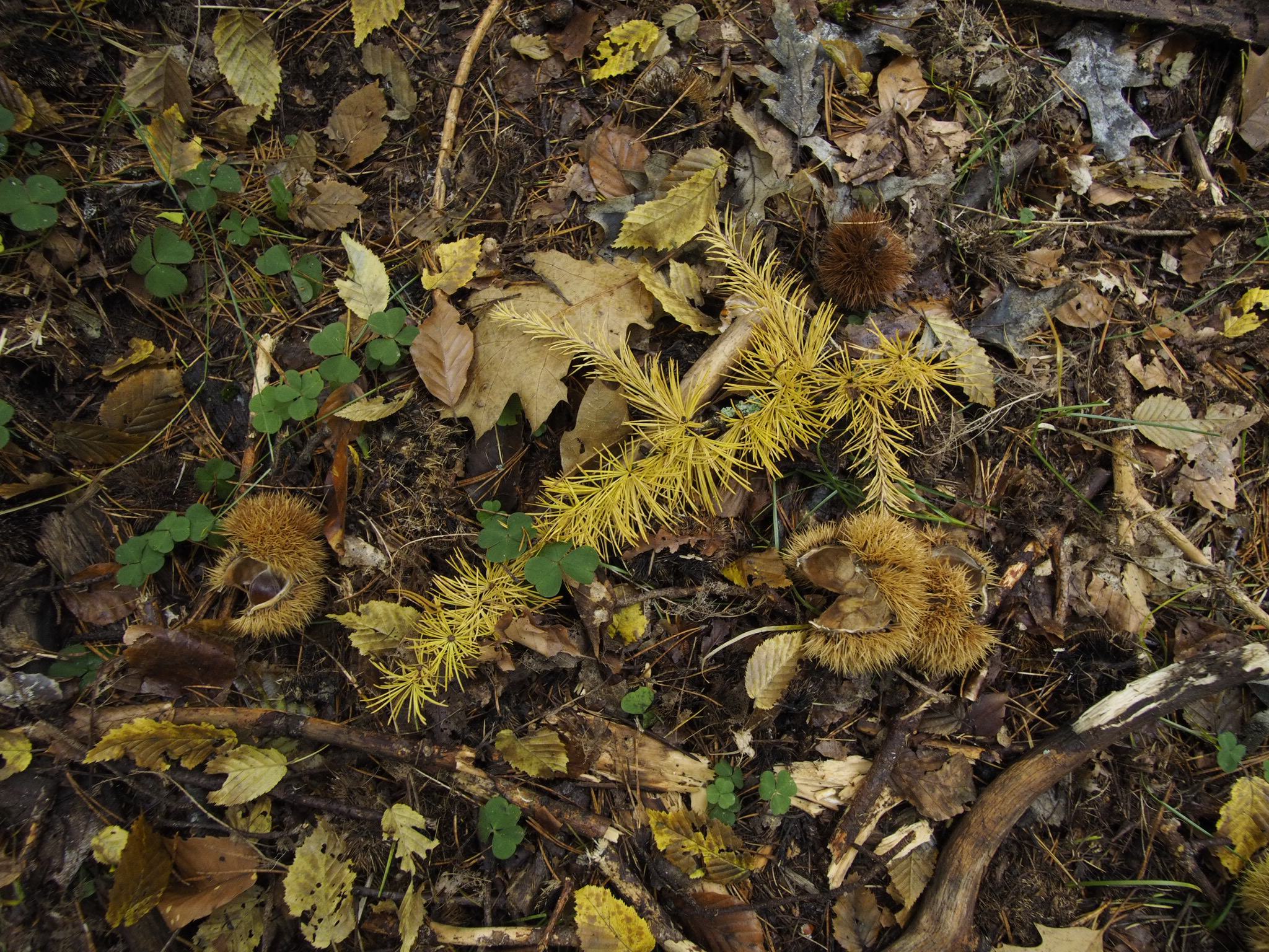 Herbst am Dillberg