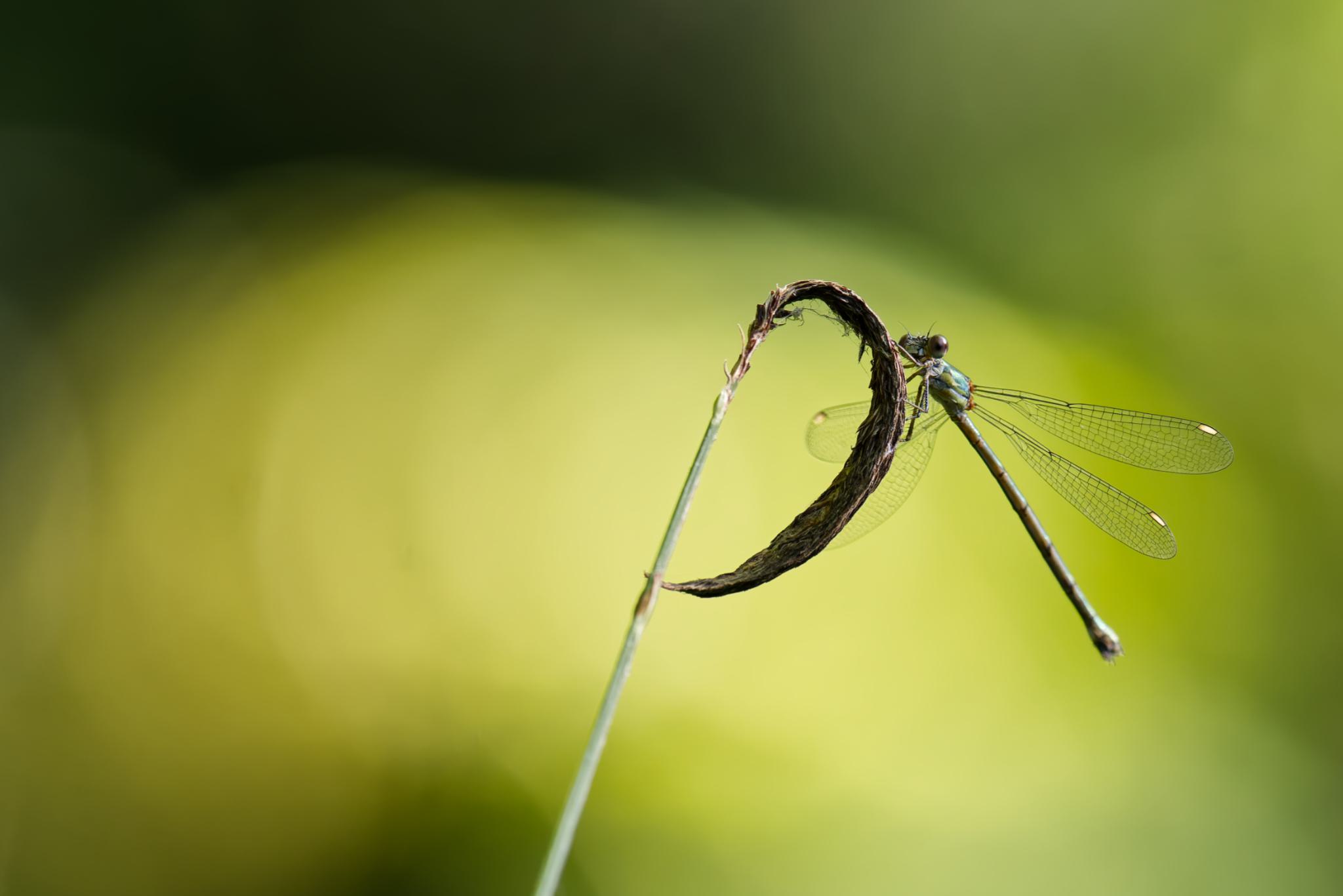 Libelle im Westfalenpark DO 